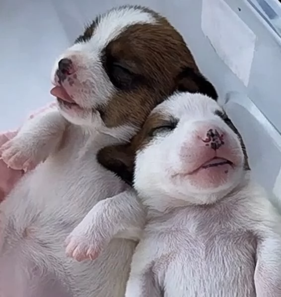 Gek Russel toy  piccolissimi   | Foto 2