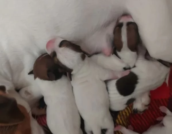 Gek Russel toy  piccolissimi   | Foto 1