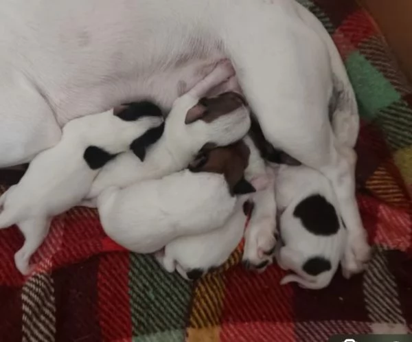 Gek Russel toy  piccolissimi   | Foto 0