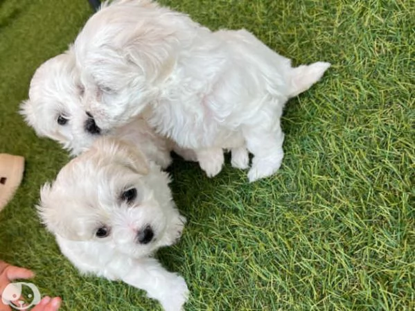 Cuccioli di razza Maltese Toy | Foto 3
