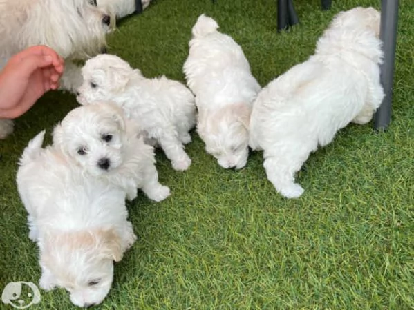 Cuccioli di razza Maltese Toy | Foto 0