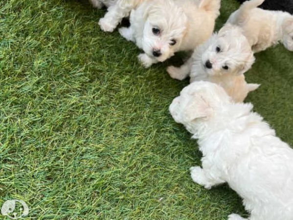 Cuccioli di razza Maltese Toy | Foto 1