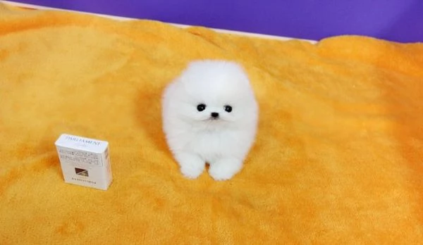 Cuccioli di Volpino pomerania