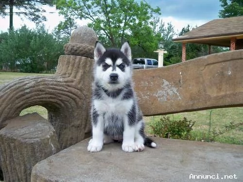 CUCCIOLI DI SIBERIAN HUSKY