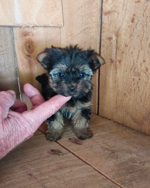 Deux adorables chiots Yorkie de 10 semaines