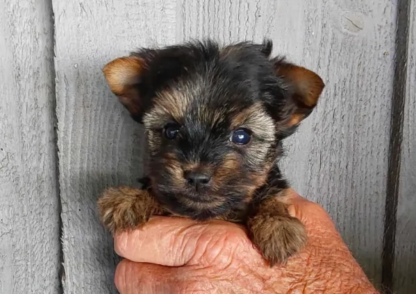 Piccolissimo e adorabile cucciolo di Yorkie