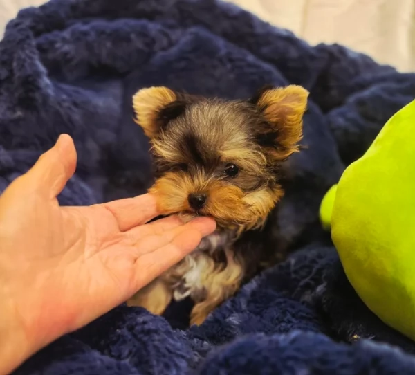 Cuccioli di Yorkshire registrati disponibili per ladozione