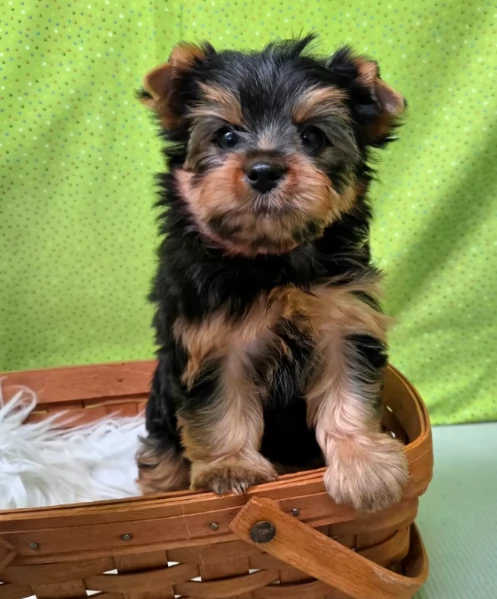 Cuccioli di Yorkie Teacup piccolissimi ora disponibili