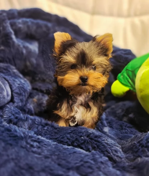 Cuccioli di Yorkshire Terrier AKC