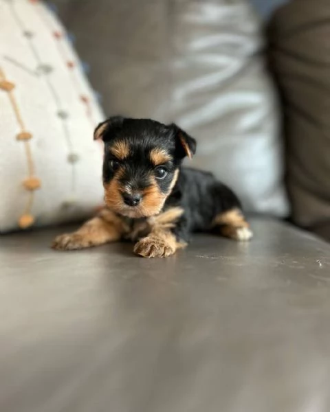 Cucciolo di Yorkshire Terrier di alta qualitagrave allevato in famiglia