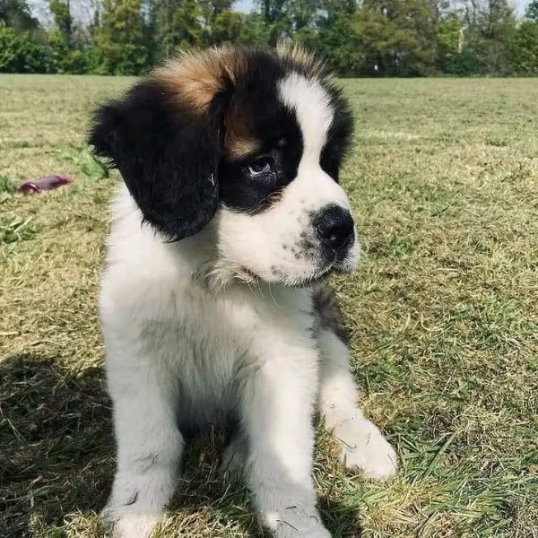 Vendita cuccioli di San Bernardo