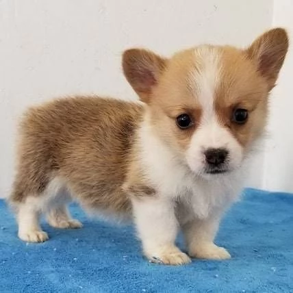 Vendo cuccioli di welsh corgi