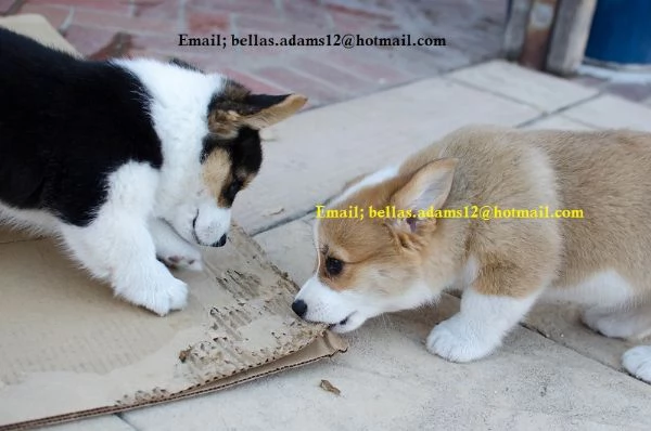 preziosi cuccioli di Corgi dalle zampe corte | Foto 0