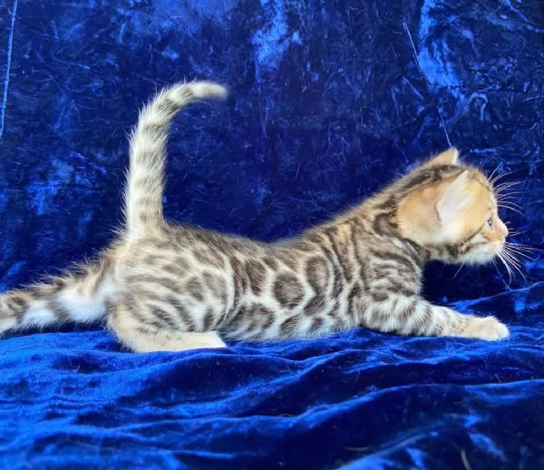 asn istokrevn benglsk koata k adopci | Foto 3