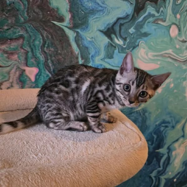 asn istokrevn benglsk koata k adopci | Foto 2