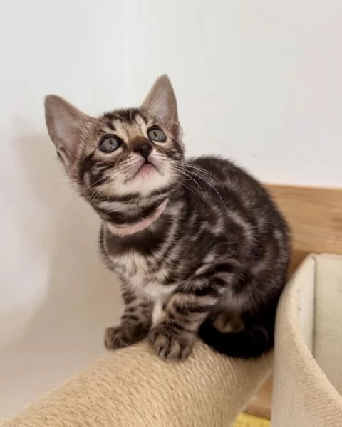 asn istokrevn benglsk koata k adopci | Foto 0