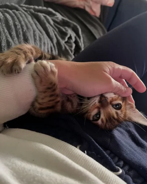 asn istokrevn benglsk koata k adopci