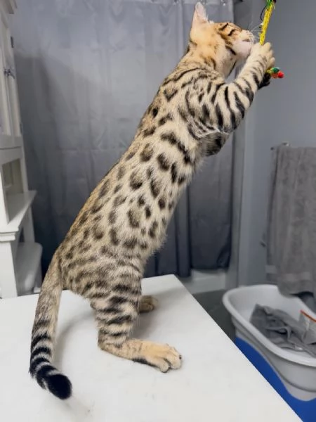 Gattini Bengala  | Foto 1