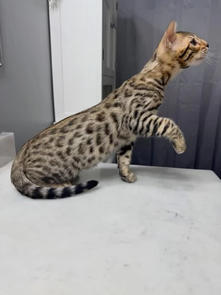 Gattini Bengala  | Foto 0