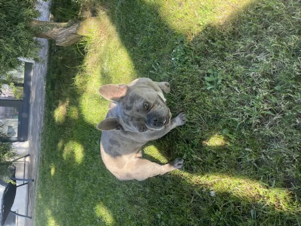 Buldog francese Merle | Foto 4