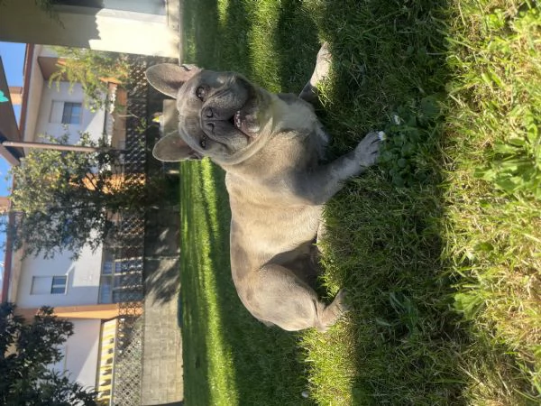 Buldog francese Merle | Foto 3