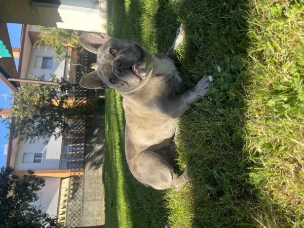 Buldog francese Merle | Foto 2