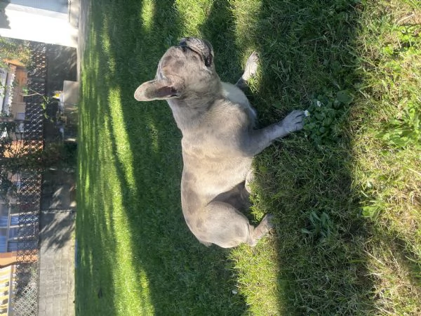 Buldog francese Merle | Foto 1