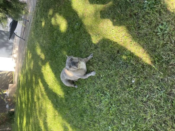 Buldog francese Merle | Foto 0