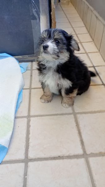 Cucciolo di Morkie