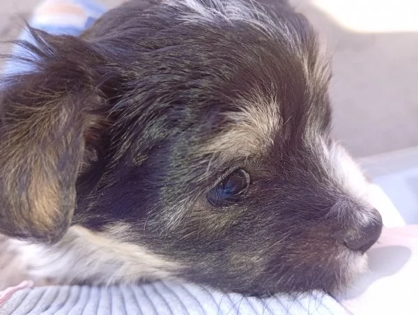 Cucciolo di Morkie | Foto 1