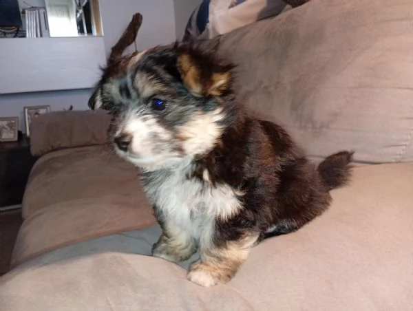 Cucciolo di Morkie | Foto 0