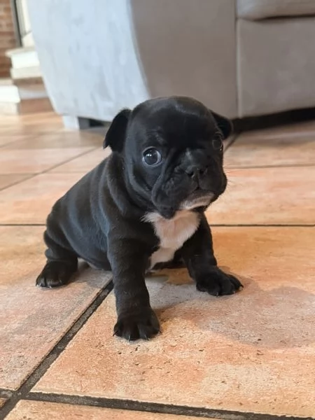 Bulldog Francese cuccioli 