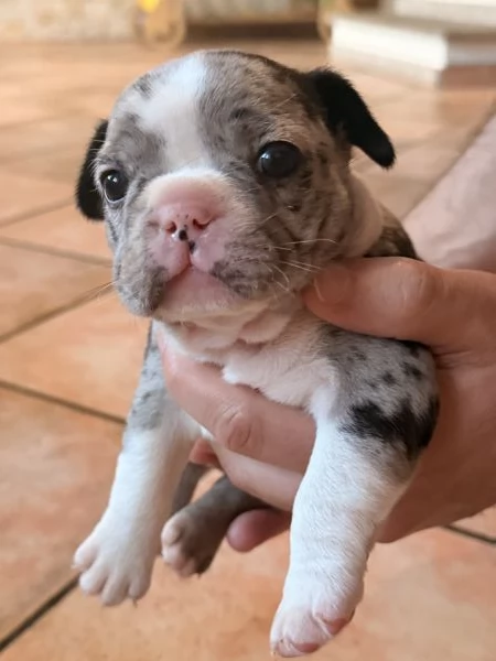 Bulldog Francese cuccioli  | Foto 4