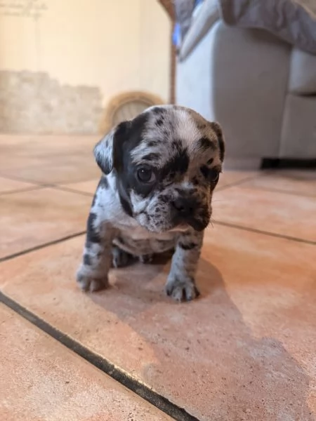 Bulldog Francese cuccioli  | Foto 3