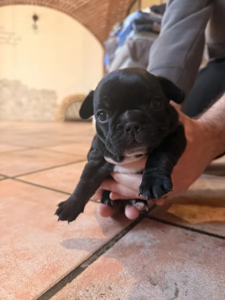 Bulldog Francese cuccioli  | Foto 2