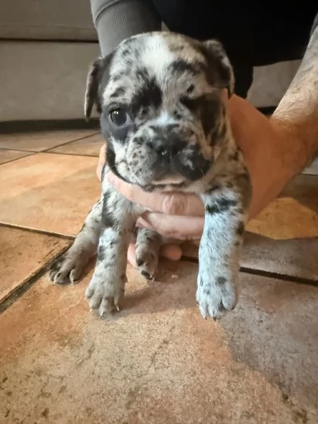 Bulldog Francese cuccioli  | Foto 1