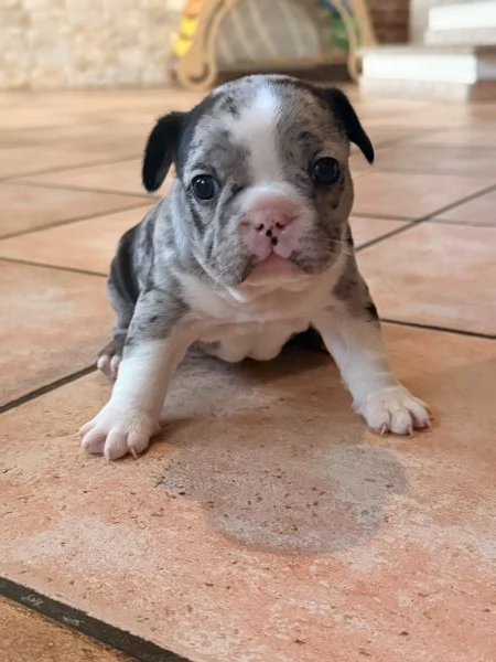 Bulldog Francese cuccioli  | Foto 0