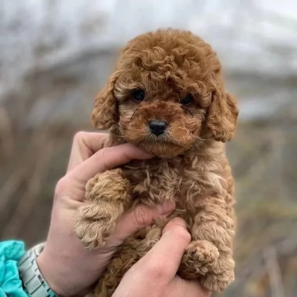 Disponibili adorabili cuccioli di Barboncino