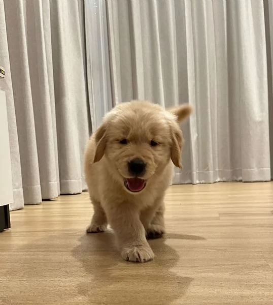 Cuccioli di Golden Retriever  | Foto 0