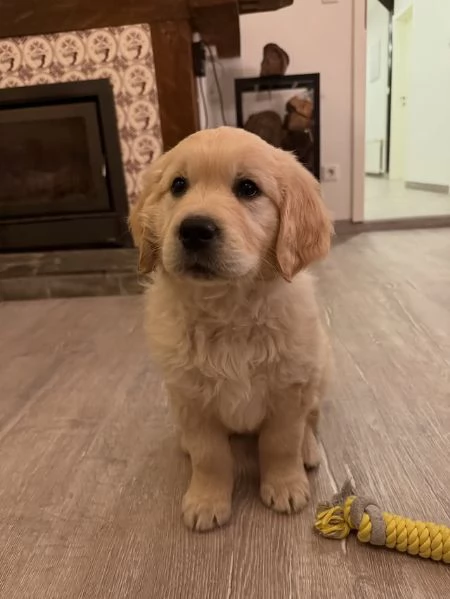 Cuccioli di Golden Retriever 