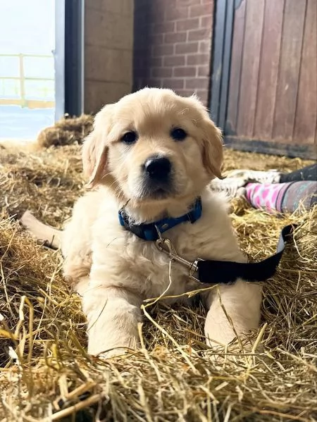 Cuccioli di Golden Retriever  | Foto 0