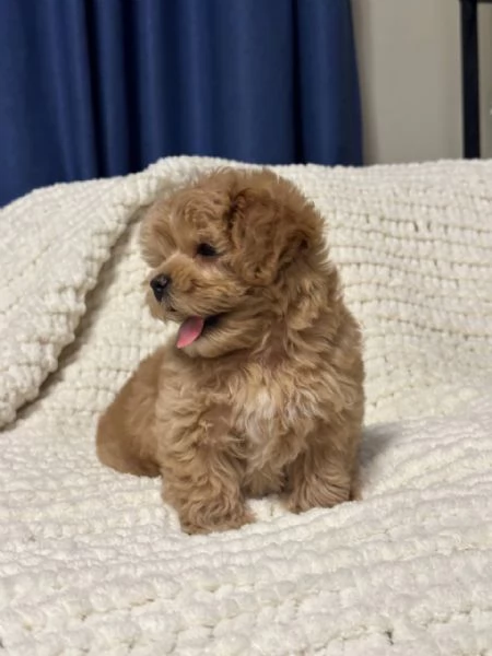 Dolcissima barboncina nano | Foto 0