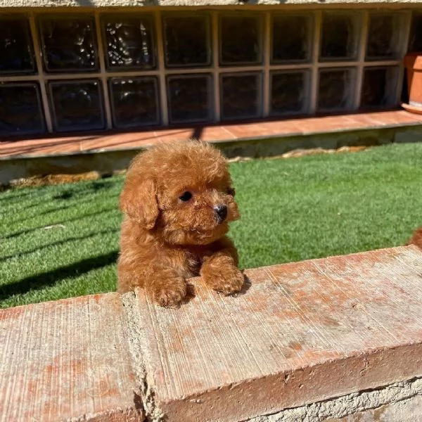 Dolcissima barboncina nano