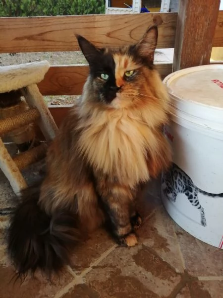 Dolcissima Maine coon  | Foto 3