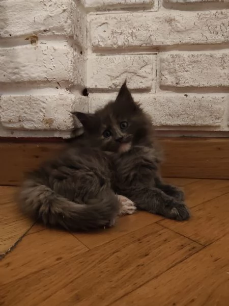 Dolcissima Maine coon  | Foto 1
