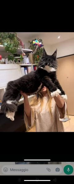 Dolcissima Maine coon  | Foto 0