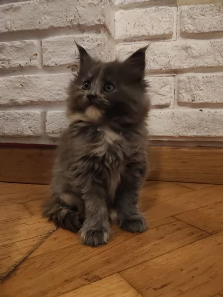 Dolcissima Maine coon 