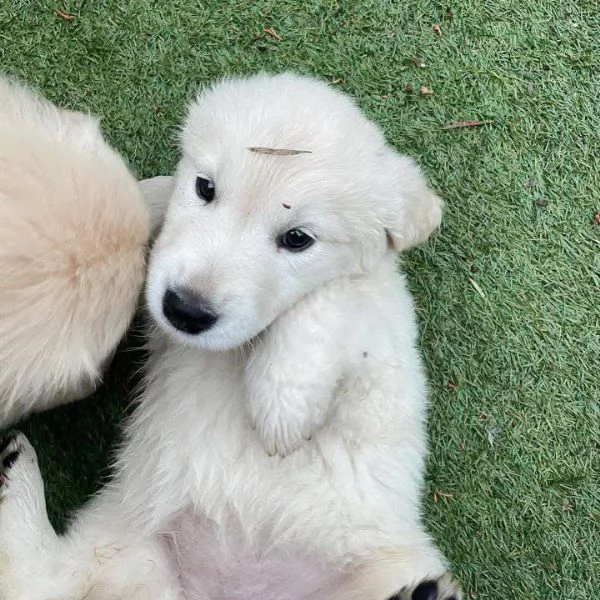 Cucciole golden retriever | Foto 0
