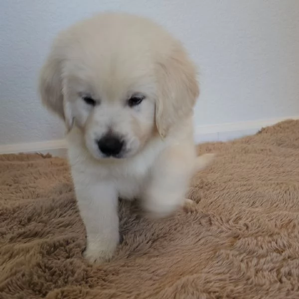 Cucciole di Golden retriever di circa 3 mesi
