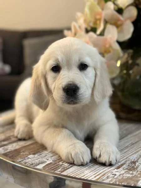 Golden retriever cuccioli
